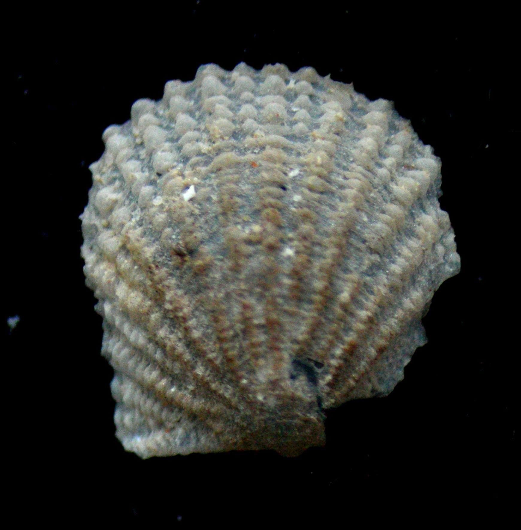 Cyclopecten brundisiensis